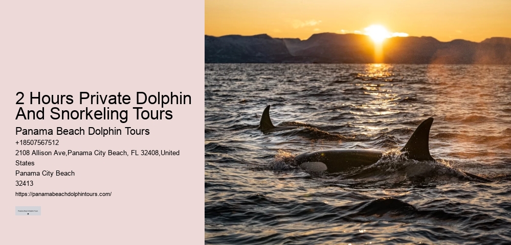 Panama City Beach Dolphin Boat Cruises