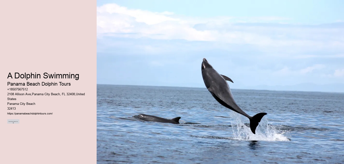 Shell Island Snorkeling & Dolphin Tours