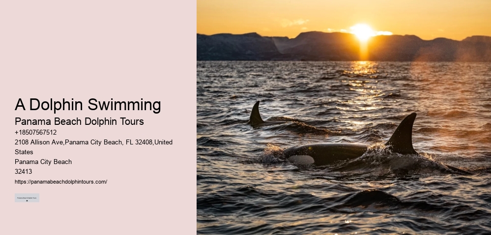 What Time Of Day Is Best For Dolphin Cruise