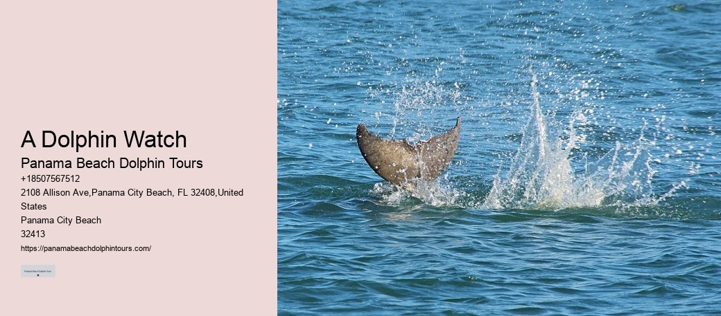 Dolphin Tours Destin