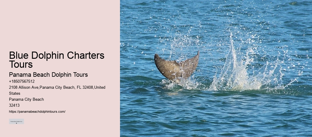VIP Dolphin Encounter with Snorkeling