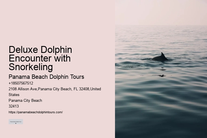 Guided Dolphin Safari with Snorkeling