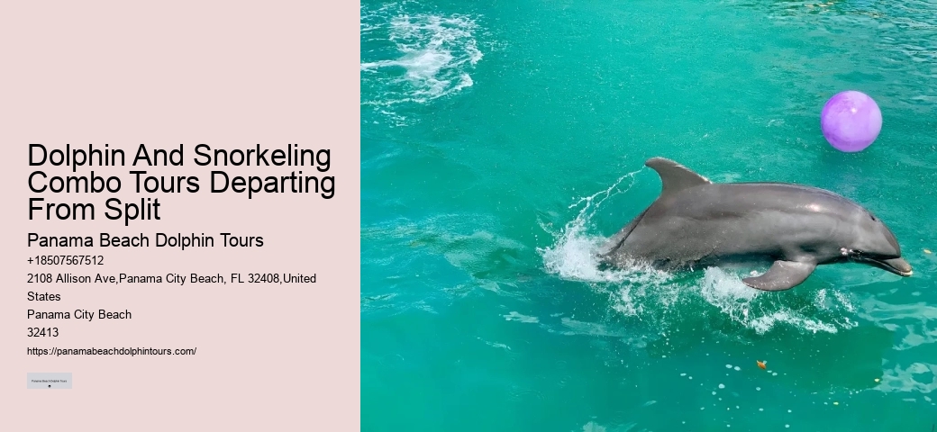 Bespoke Dolphin Spotting and Snorkeling