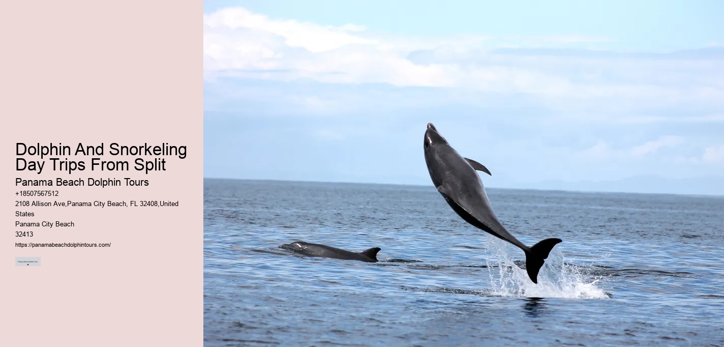 Do You Need Water Shoes For Dolphin Encounter