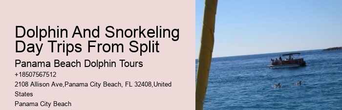 Elite Dolphin Safari with Snorkeling