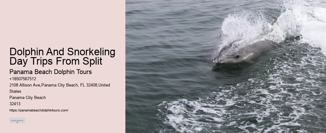 What Hours Of The Day Are Dolphins Most Active