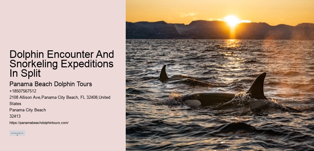 Private Dolphin Snorkeling Tours
