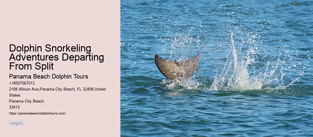 Panama City Beach Florida Dolphin Tours