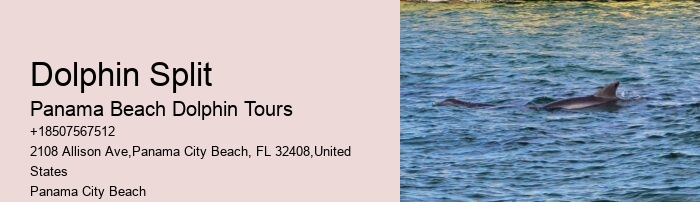 Panama City Dolphin Tours And More