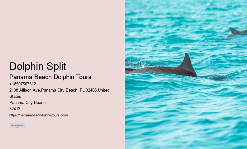 Split Luxury Snorkeling And Dolphin Charters
