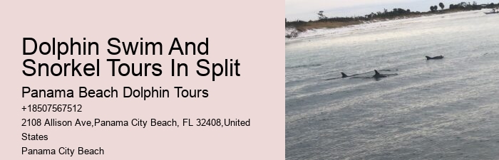 VIP Dolphin Swim and Snorkeling Tours