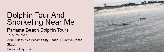 2-hour Private Miami Snorkeling And Dolphin Watching Tour