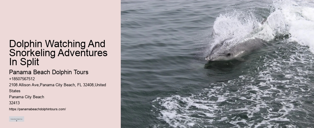 Panama City Beach Dolphin Tours Prices