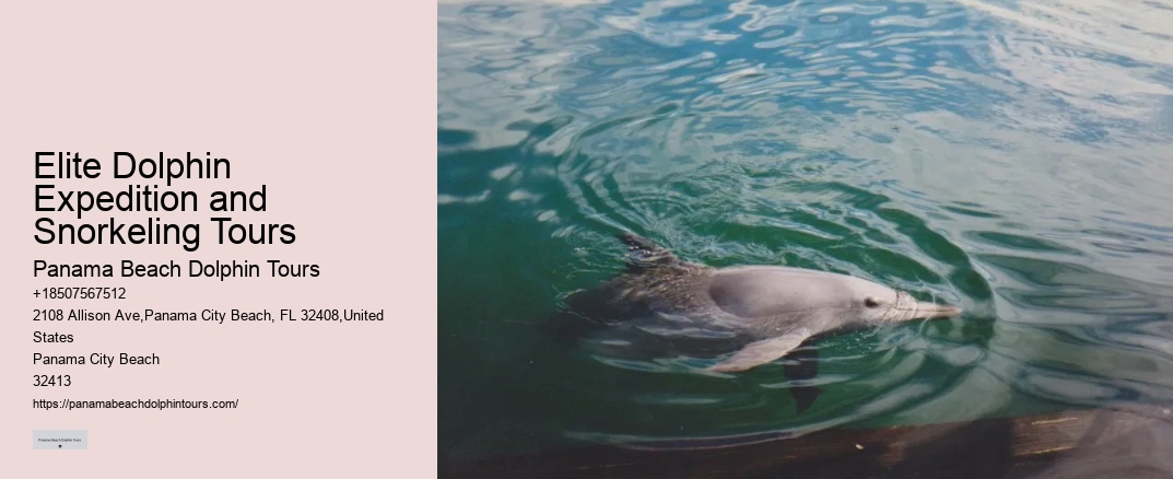 Elite Dolphin Expedition and Snorkeling Tours