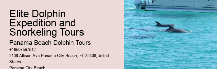 Dolphin And Snorkeling Day Trips From Split