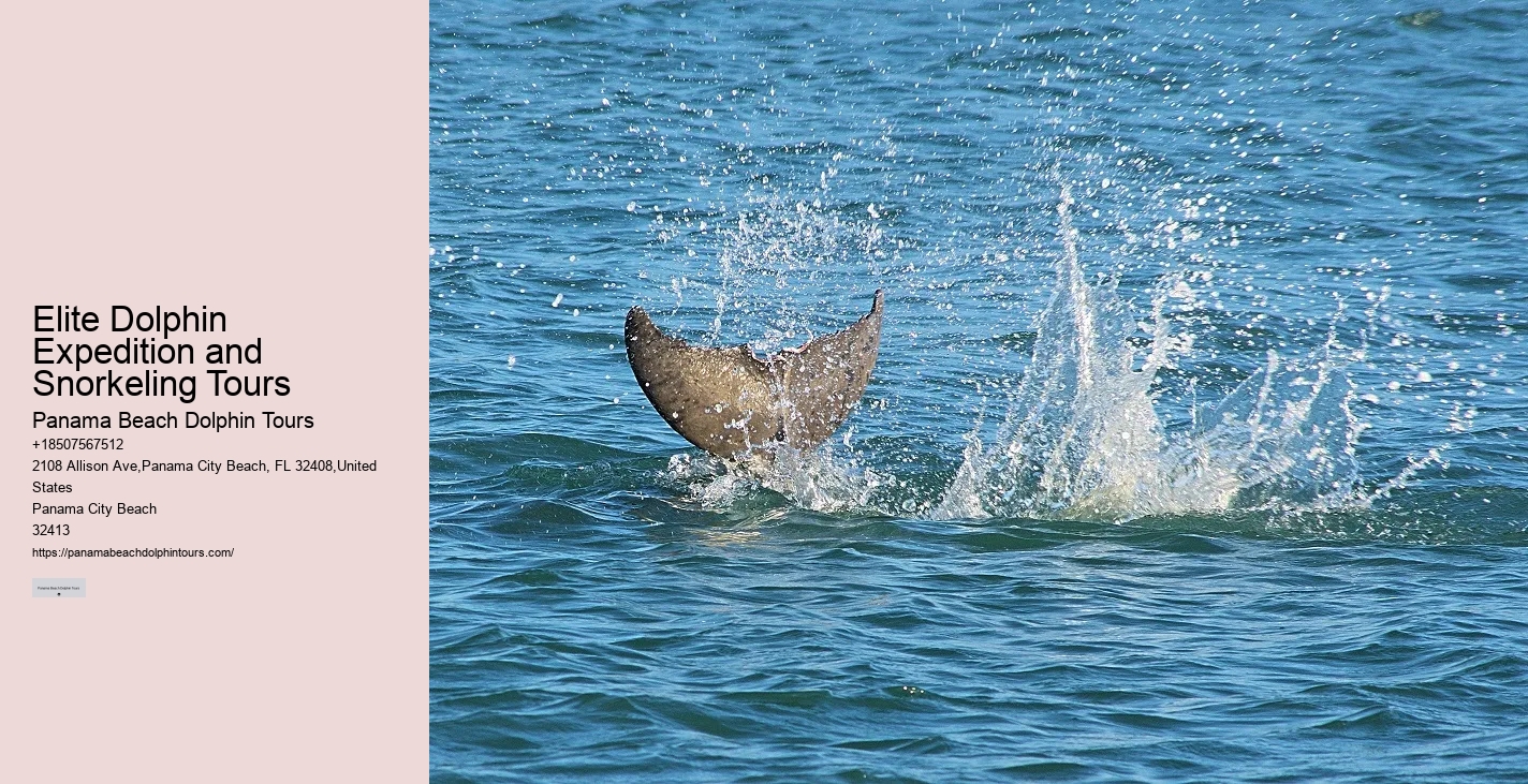 Dolphin Expeditions in Panama City Beach
