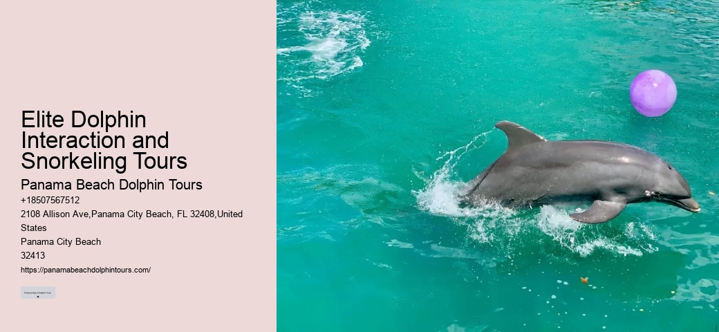 Split Charter Dolphin Snorkeling Tours