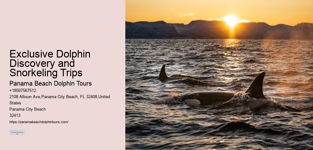 Split Half-day Dolphin And Snorkeling Tours