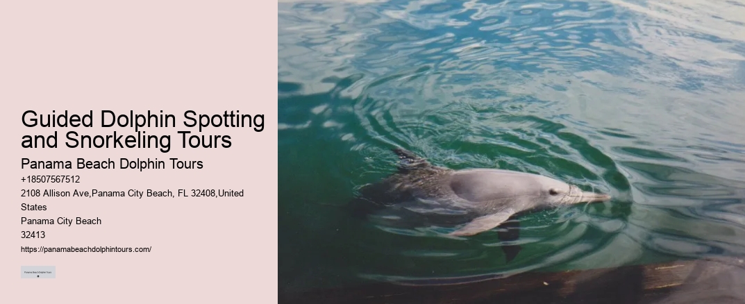 Guided Dolphin Spotting and Snorkeling Tours