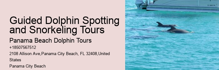 Dolphin tours at Panama City Beach