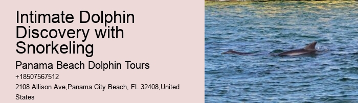 Can You Wear Sunscreen When Swimming With Dolphins