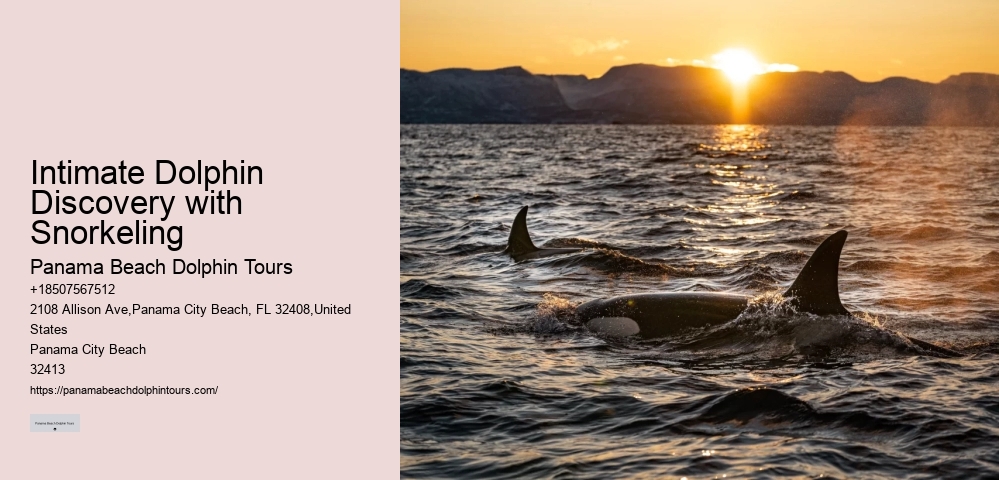 Before Your Tour - Dolphin Encounter