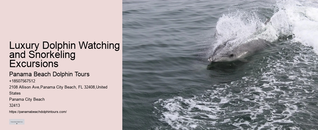 Split Wildlife Tours Featuring Dolphin Encounters And Snorkeling