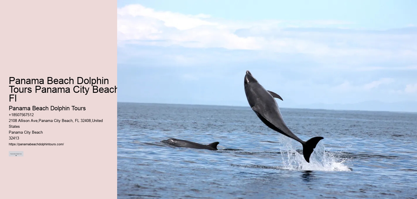 Can I feed the dolphins during the tour