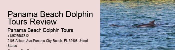 Beach Dolphin