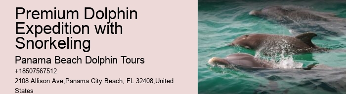 City Beach Dolphin