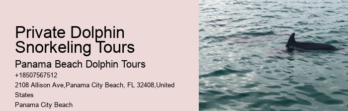Exclusive Dolphin Snorkeling Excursions