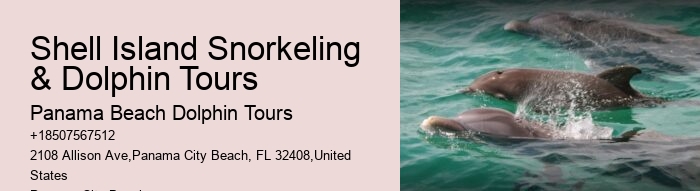 Enjoy Your Cruise Vacations In Cozumel Swimming With Dolphins