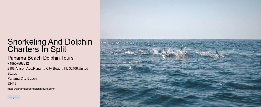 Individual Dolphin Swim and Snorkeling Tours
