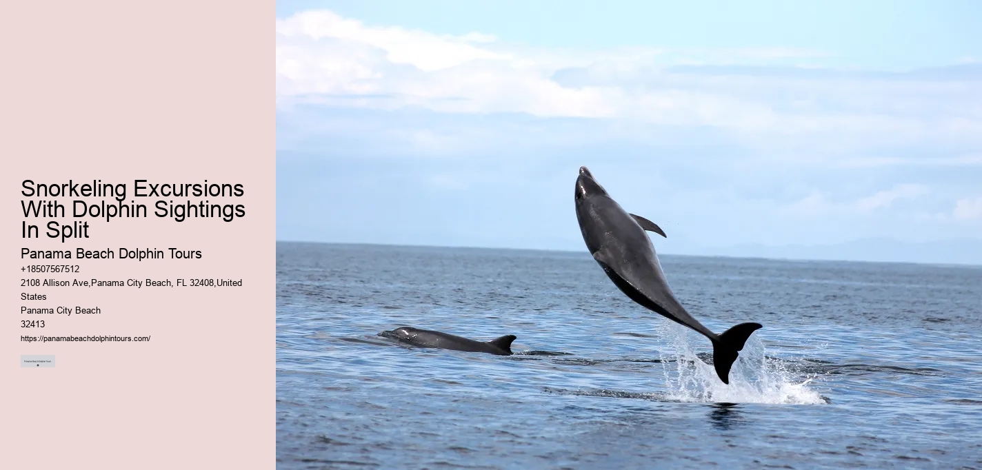 Panama City Beach Dolphin Adventure Trips