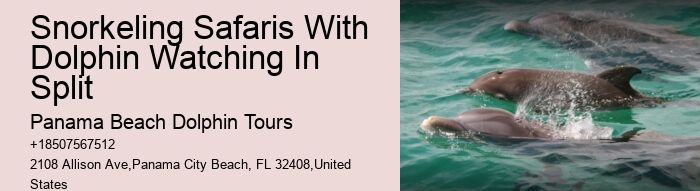 Premium Dolphin Adventure and Snorkeling Experience