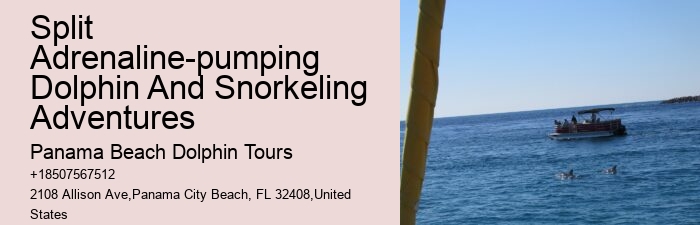 Dolphin Tours Tampa Bay