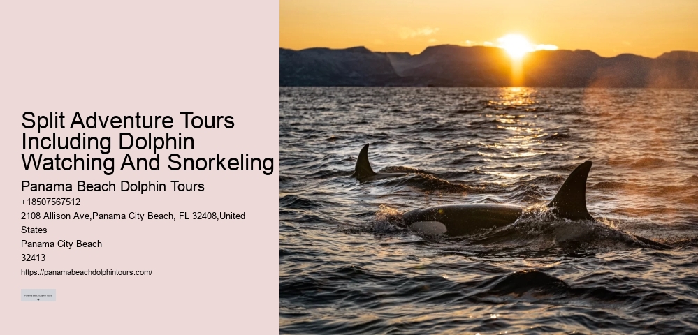 2 Hours Private Dolphin And Snorkeling Tours