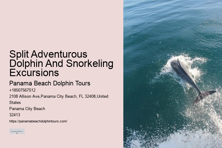 Can You Swim With Dolphins In Panama City Beach