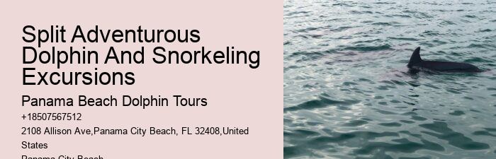 PCB Dolphin Spotting Cruises