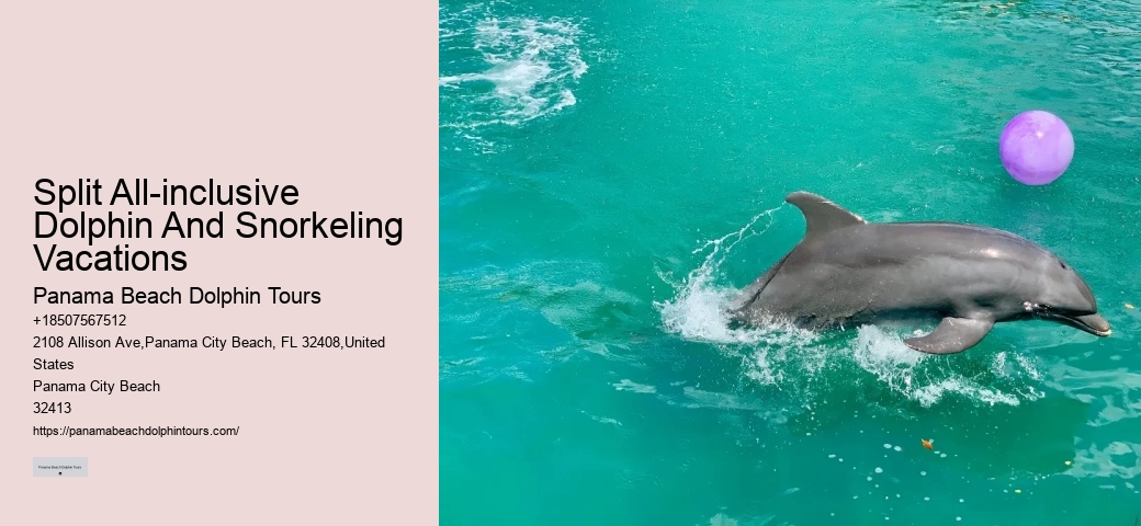 What Should You Wear When Swimming With Dolphins