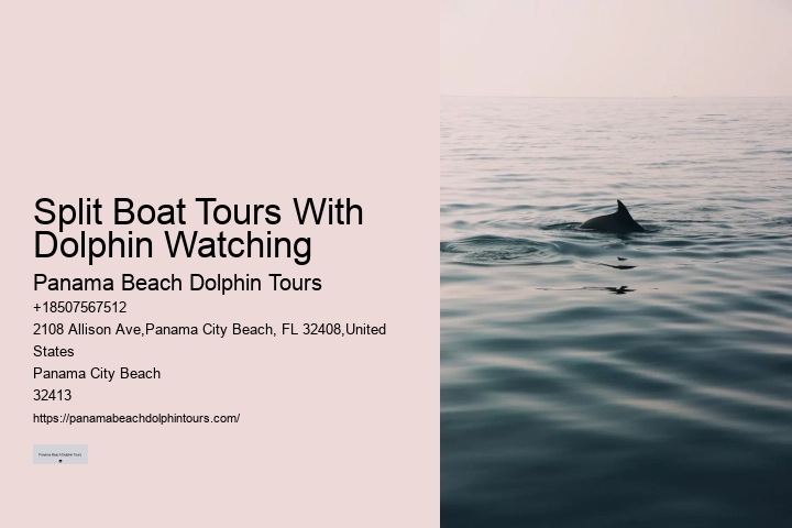 Dolphin Watching