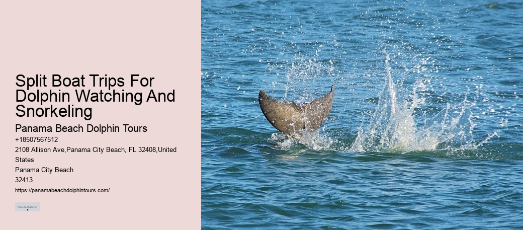 Charter Dolphin