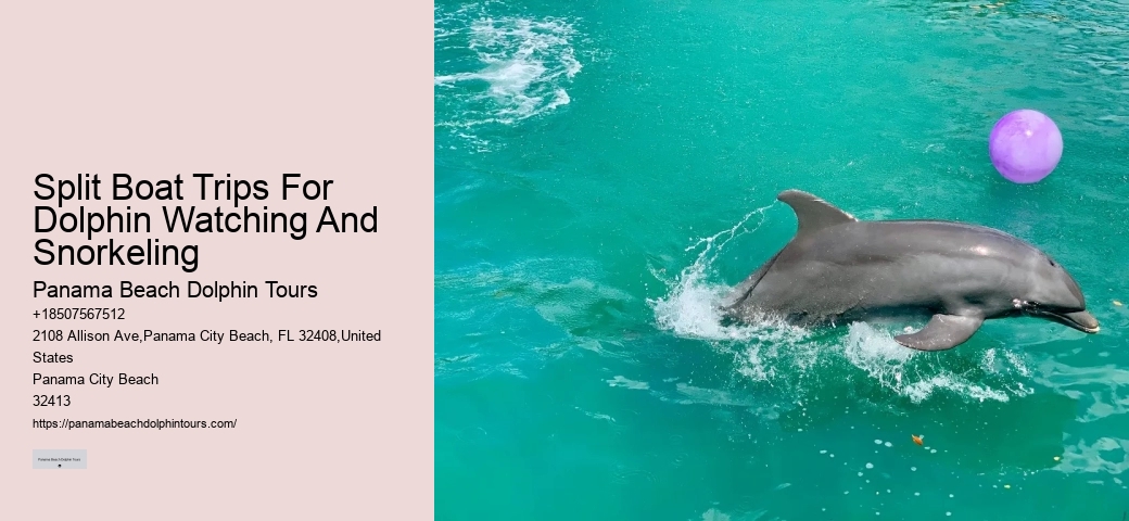 Exclusive Dolphin Expedition and Snorkeling