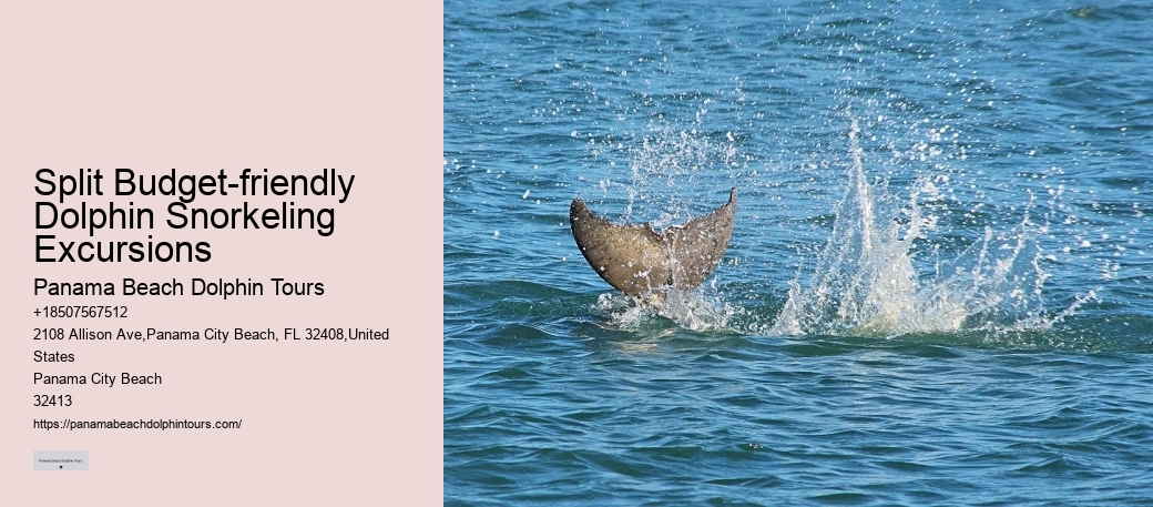 What Does A Dolphin Do Every Two Hours