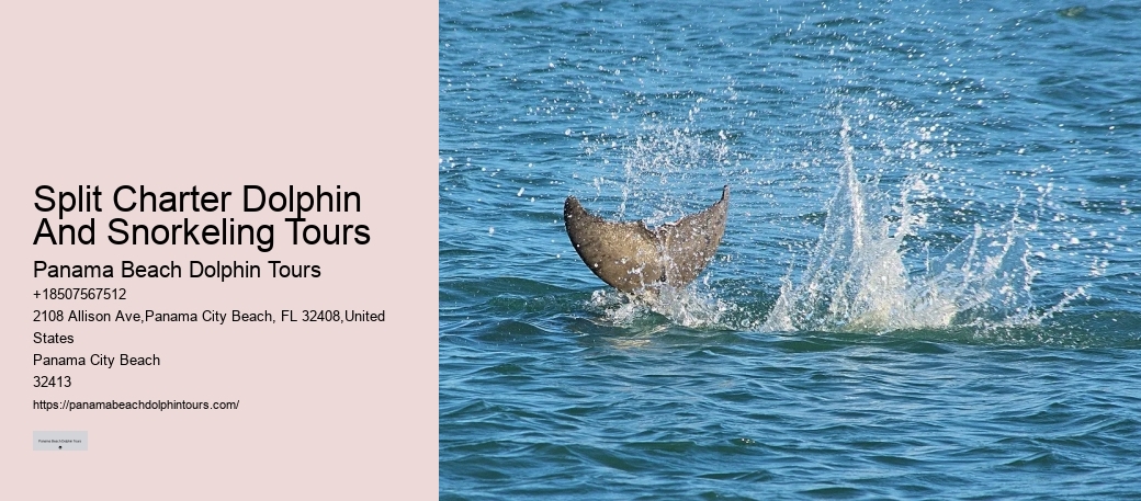 Bespoke Dolphin Watching and Snorkeling Trips