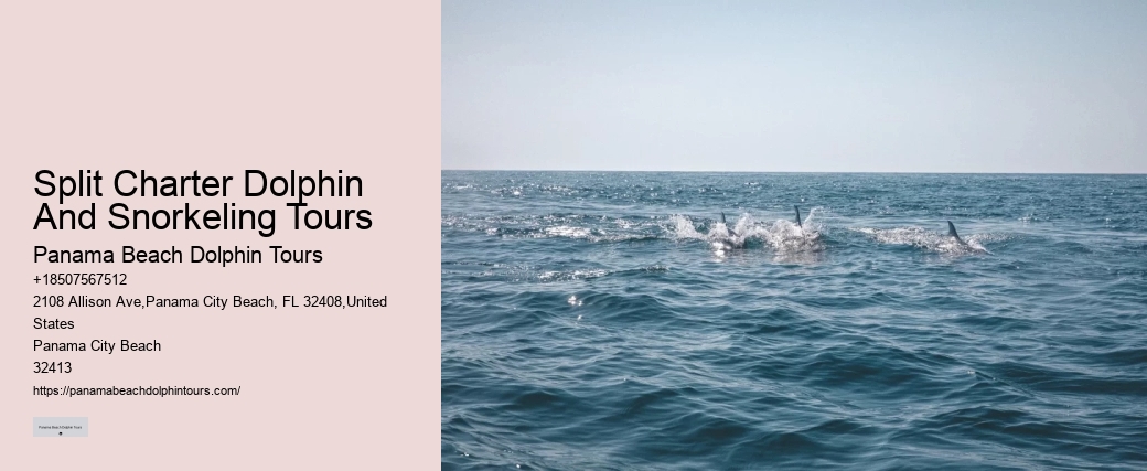 Split Private Snorkeling And Dolphin Watching Tours