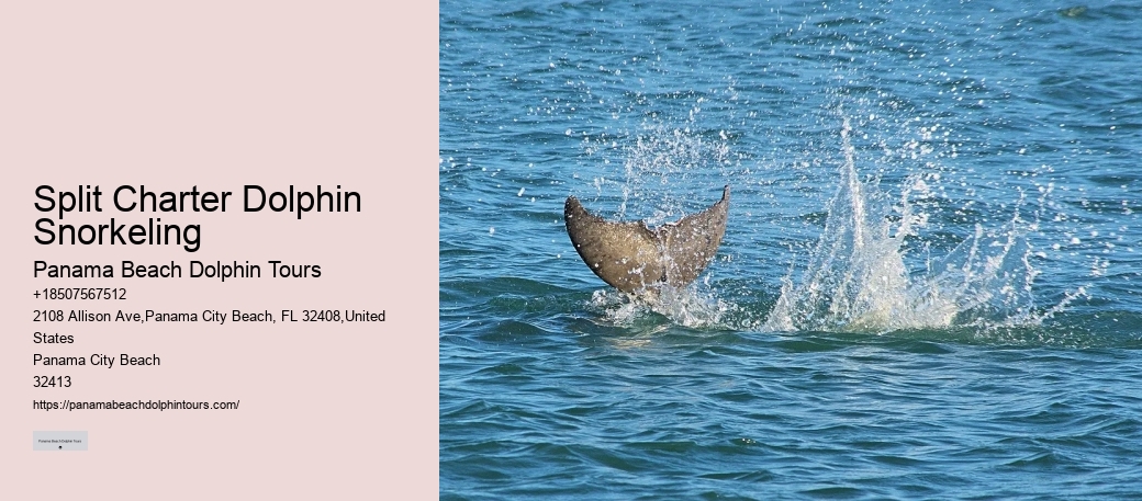 Split Group Tours For Snorkeling And Dolphin Watching