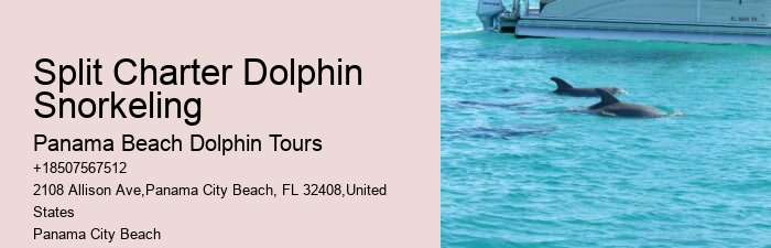 Guided Dolphin Swim and Snorkeling Tours