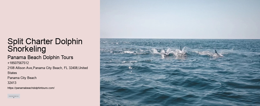 Do Dolphins Swim Humans To Shore