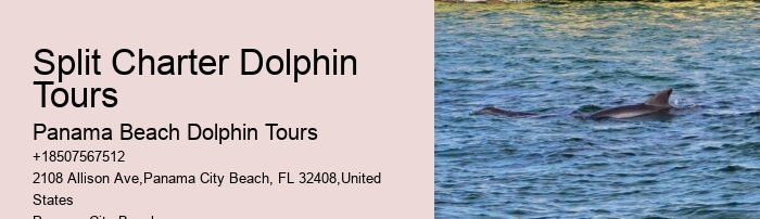 Dolphin Cruise